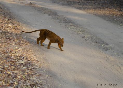 20+ Real Tasmanian Tiger Sightings, Ide Spesial!