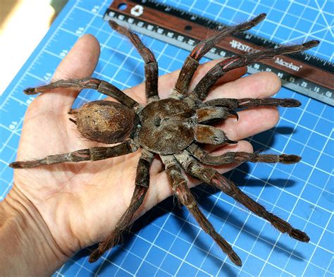 Goliath Birdeater – Theraphosa blondi LATREILLE, 1804 – Wonderful-Insects