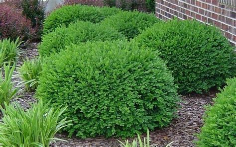 Green Velvet Boxwood - Grasshopper Gardens