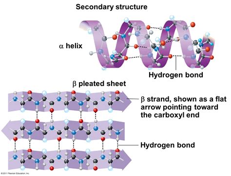 The BioLogs: CAPE 1: Proteins