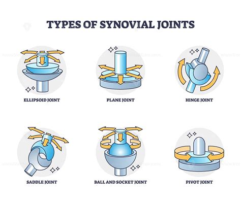 Types of synovial joints movement classification for body outline ...