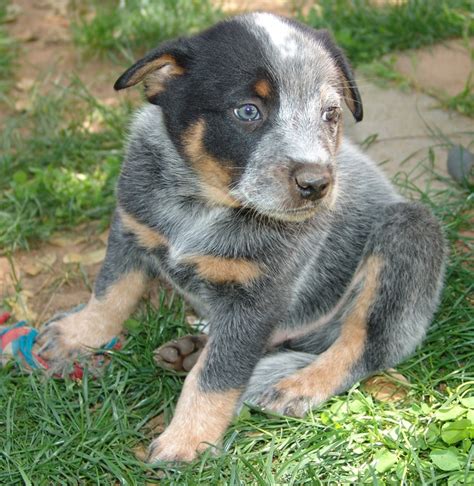 Brutus - Australian Cattle Dog - 5 weeks Blue Heeler - Queensland ...