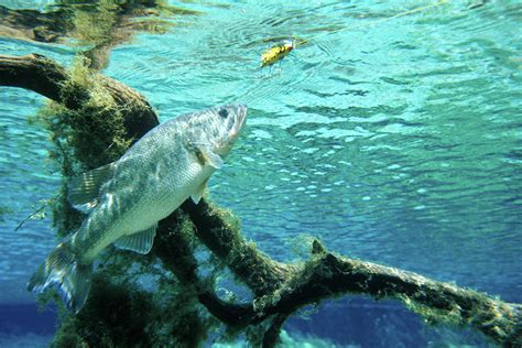 Underwater View Large Mouth Bass Photograph by Animal Images - Fine Art ...