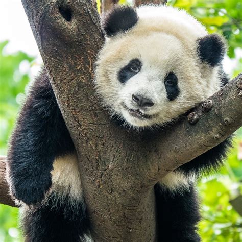 Smithsonian National Zoo Asks Help for Baby Panda's Name | Nature World ...