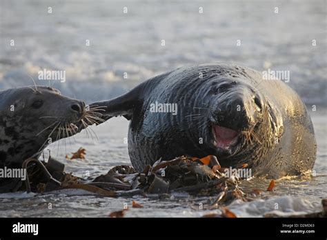 Adult male and female grey seal Halichoerus grypus, during courtship ...