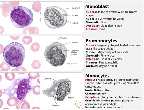 Produces Lymphocytes and Monocytes and Other Blood Cells ...