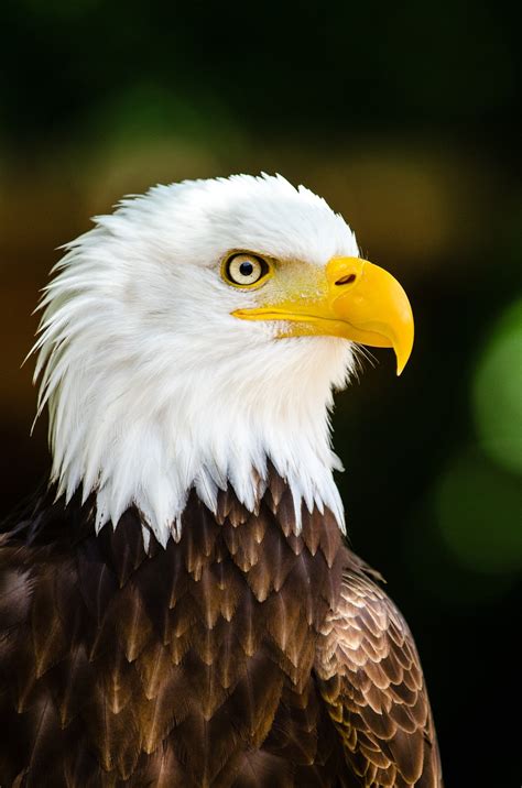 Free Images : nature, wing, sky, wildlife, wild, portrait, beak, symbol ...