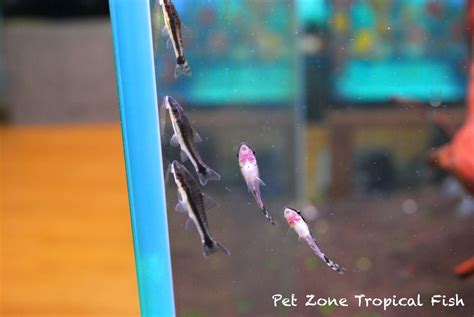 Freshwater Tropical Fish: Otocinclus Catfish - Oto Cat - Macrotocinclus ...