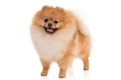 Pomeranian Dog Breed Information