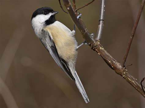 Carolina Chickadee - NestWatch