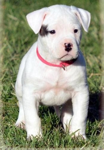 Dogo Argentino Puppy for Sale - Adoption, Rescue for Sale in Longmont ...