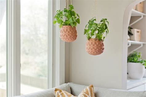 Catnip Plant Care - How to Grow Catnip Indoors | Apartment Therapy