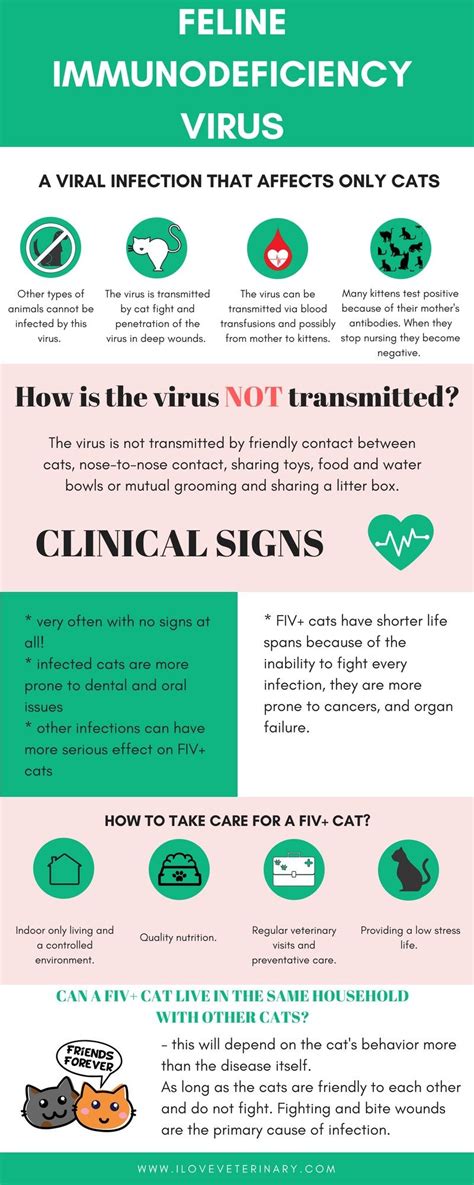 Feline Immunodeficiency Virus (FIV) | I Love Veterinary