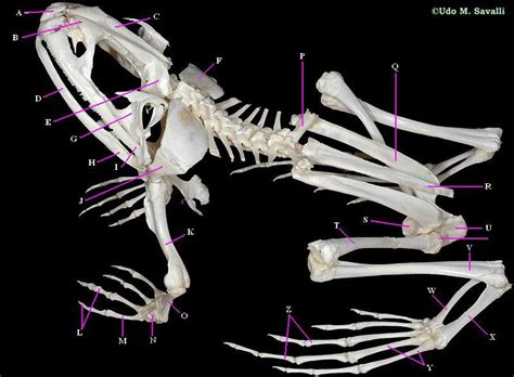 Frog Skeletal Anatomy - ProProfs Quiz