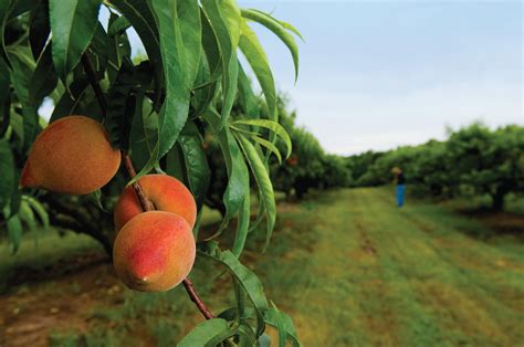 peach trees | Pêssegos, Como fazer doces, Pessegueiro