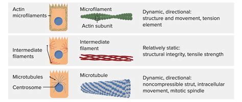 The Cell: Cytosol and Cytoskeleton | Concise Medical Knowledge