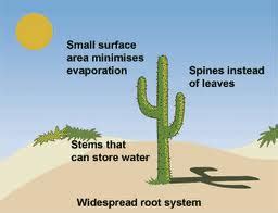 Desert Plants And Their Adaptations - Plants BS