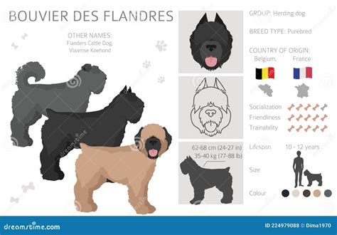 Bouvier Des Flandres Clipart. Different Coat Colors and Poses Set Stock ...