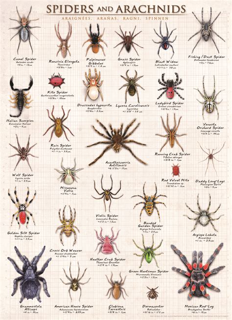 31 best Animal Charts images on Pinterest | Puzzles, Charts and Graphics