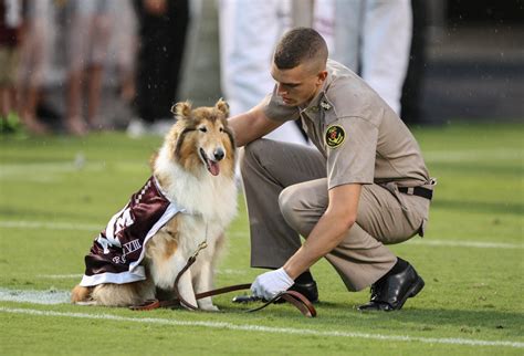 Aggie mascot Reveille VIII to retire at end of academic school year ...