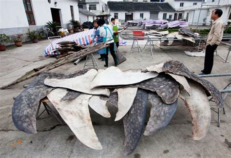 Undercover activists bust "world's biggest whale shark slaughterhouse ...