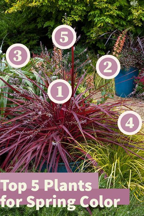 Top 5 Plants for Spring Color by Area | Sunset Plant Collection