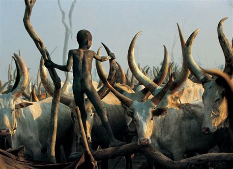 Dinka Tribe: History, Culture, and Facts | Only Tribal