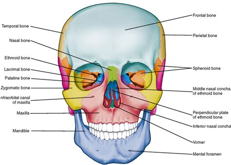 Skull Anterior View Labeled