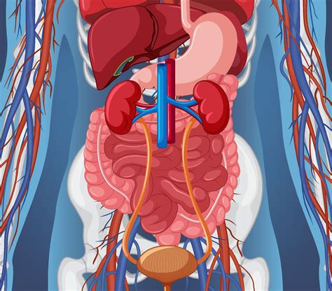 X-ray of human body with internal organs 7563185 Vector Art at Vecteezy