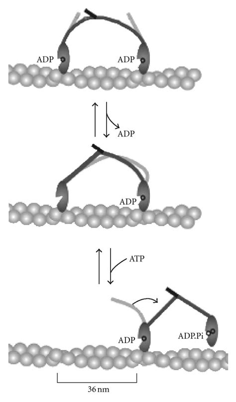 Myosin-V ATP cycle. (a) Both myosins bind ADP and are attached to actin ...