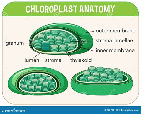 Diagram of Chloroplast Anatomy for Biology and Life Science Education ...