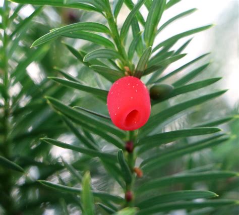 Yew's got the power! | Plants, Winter flowers, Yew shrub