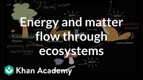 Flow of energy and matter through ecosystems | High school biology ...