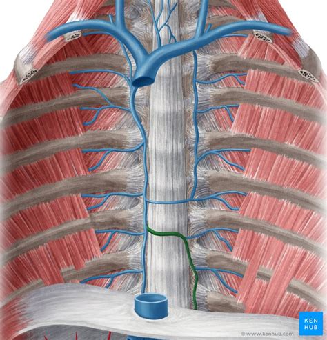 Intercostal veins: Anatomy, drainage, clinical aspects | Kenhub