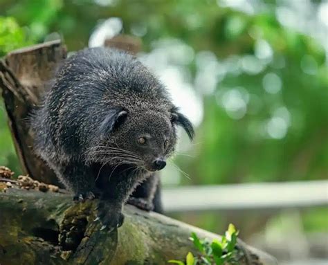 Binturong - KHAO SOK National Park, Thailand