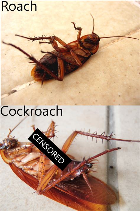 Difference Between Roach And Cockroach | Roach | cockroach | Insect