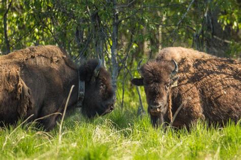 Meet America’s only wild wood bison herd, which now roams Western ...