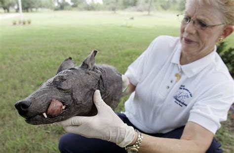 New Mexico investigator explains chupacabra sightings with climate change