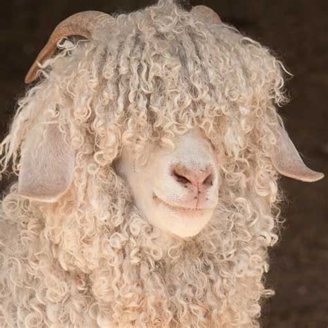 Angora Goat | Pretty animals, Silly animals, Animal study