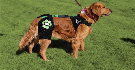 Canine Hip Dysplasia brace | Indiegogo