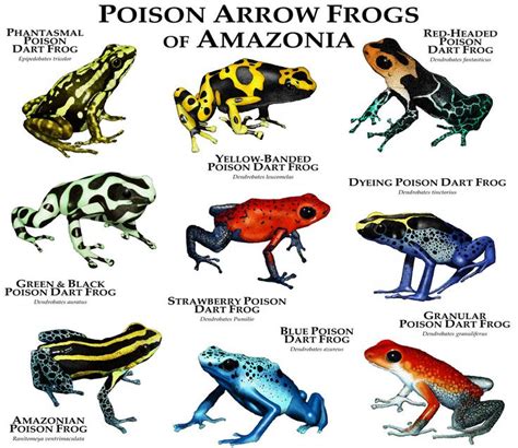 Poison Dart Frogs of Amazonia by rogerdhall on DeviantArt | 동물, 개구리, 동물원