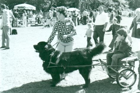 Newfoundland Breed History: North America's Water Rescue Dog