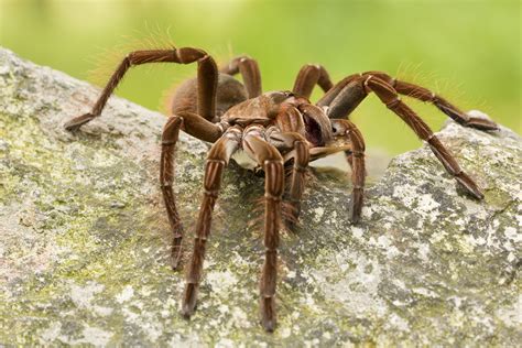 Goliath Birdeater – The Lawrence Hall of Science