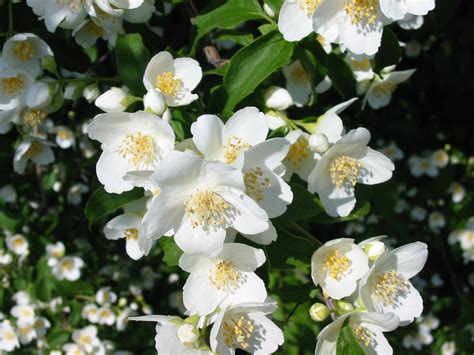 Romantic Flowers: Jasmine Flowers