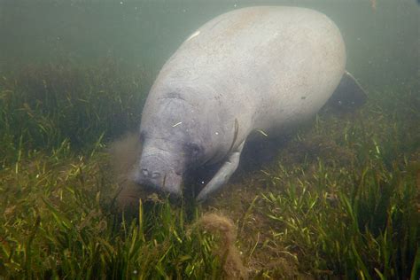 Officials Save Young Manatee Found Stranded On The Side of a Dirt Road ...