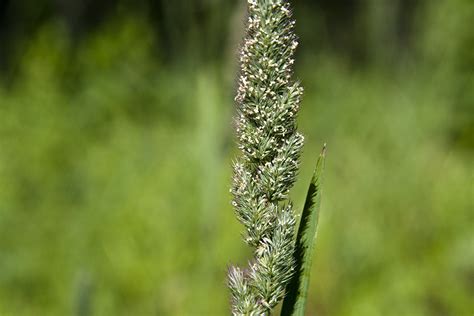 Minnesota Seasons - June grass