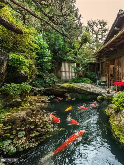 A Beautiful Japanese KOI Pond | Hintergarten, Japanischer garten, Asia ...