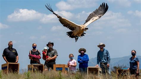 Soaring into Action for International Vulture Awareness Day – Ford ...