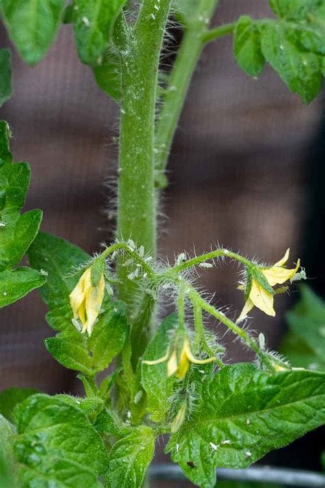 19+ Aphids On Tomato Plants - IfetSavana