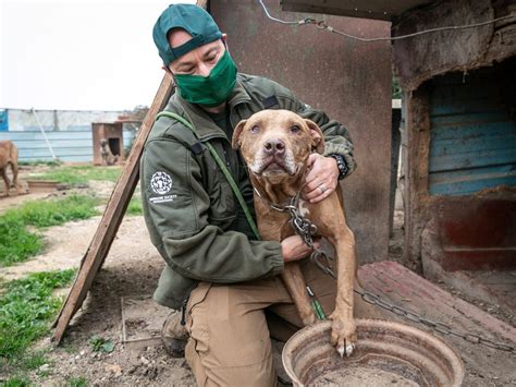 South Korea starts to close dog meat farms as attitudes change | The ...